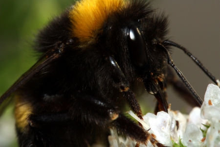 bumblebee close up - white, pollinates, flower, on