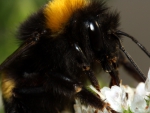 bumblebee close up