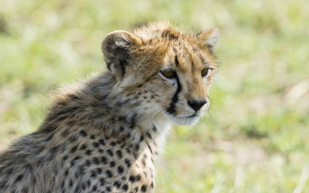 Cheetah - nature, animal, cheetah, photo, run