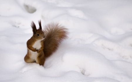 Squirrel - tail, red, animal, winter, cute, white, squirrel, snow, fluffy