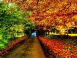 wonderful country road in autumn hdr