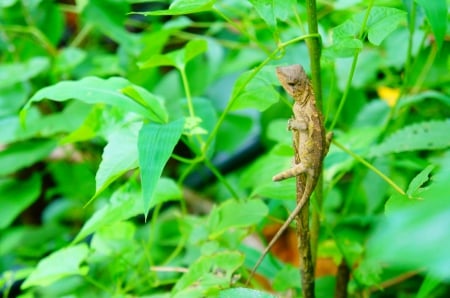 Unknown Lizard - lizard, green, bugs, leaves