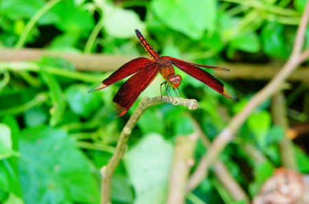 Red Dragonfly - red, leaves, green, dragonfly