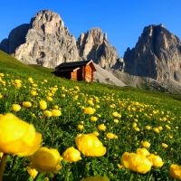 Mountain flowers