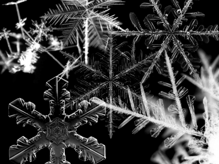 Snowflakes - black, Snowflake, winter, snows, snow, Snowflakes