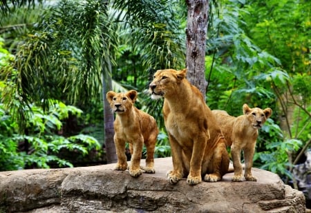 The lion family - lion, the, animals, family