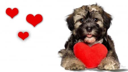 Puppy Love III - fluffy, lovable, puppy, heart, pet, pup, hearts, dog, valentines day, canine, cute