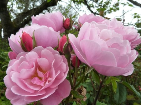 Pretty Pink Roses! - nature, flowers, roses, pink