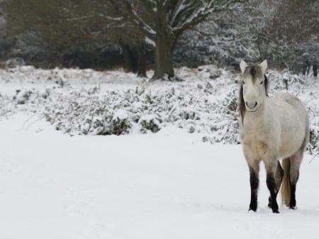 horse in snow - horses, appaloosa, art, horse, war, animal, wallpaper, desktop