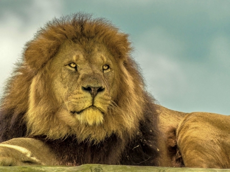 king of the jungle - predator, male lion, cat, lion, beautiful, wonderful