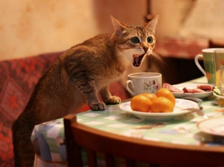 All Mine ! - tableware, cat, citrus, table, food