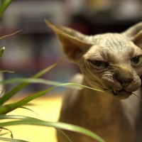 sfinx cat