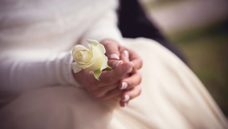 *** Delicate rose *** - nature, flowers, rose, flower