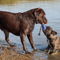 *** Dogs on the beach ***