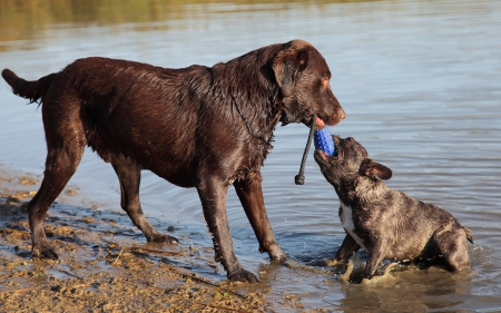 *** Dogs on the beach *** - animal, dogs, beach, dog, animals