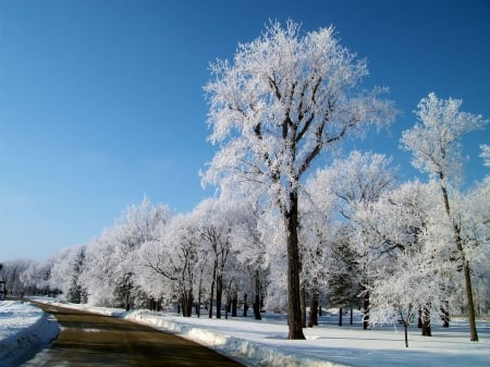 *** Winter *** - winter, nature, roaud, trees