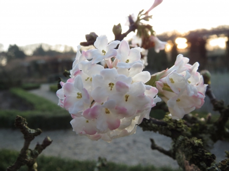 Blossom - nature, pretty, pink, blossom, flower