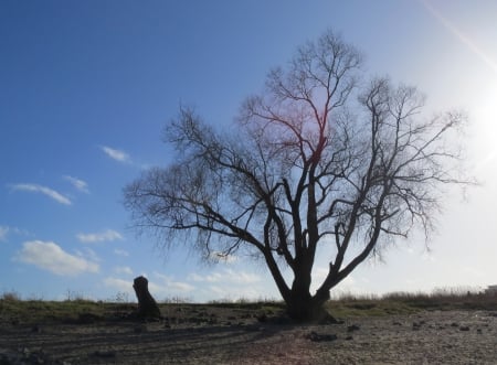 Tree - nature, sky, blue, winter, tree