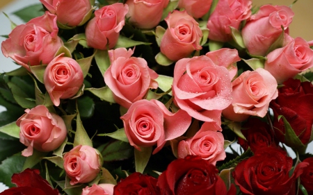 Roses - beautiful, red, pink, rose