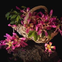 *** Basket of orchids ***