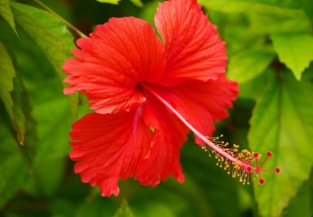 *** Hibiscus *** - flowers, hibiscus, flower, nature