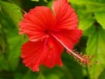 *** Hibiscus ***