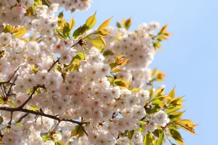 *** Sakura *** - flowers, sakura, flower, nature