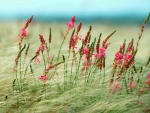 Pink Wild Flowers in the Field