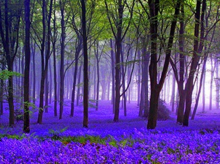 Carpet - purple, trees, forest, flowers, mist