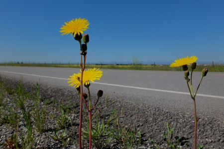 Flowers near highway - alberta, canada, roads, summer, blowballs