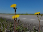 Flowers near highway