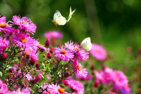 Spring - pretty, pink, greenery, beautiful, flowers, spring, wildflowers, garden, butterfly, freshness, beauity, lovely, park, colorful