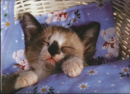 Kitten - cute, napping, paws, kitten