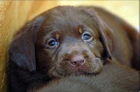 chocolate puppy - cool, photography, animals, dogs, cute