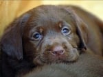 chocolate puppy