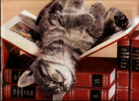 Kitten napping on books - napping, kitten, cute, books, paws