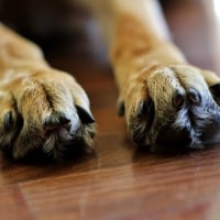 Paws german shepherd