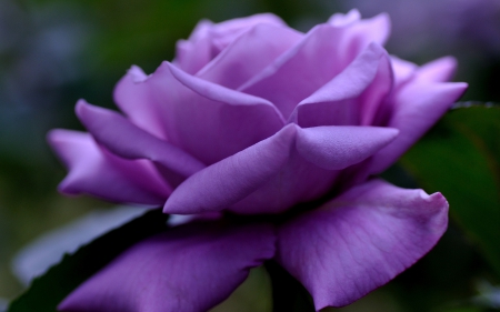 Gorgeous Purple Rose - nature, purple, gorgeous, petals, rose, shadow, large