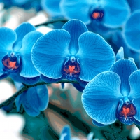 PHALAENOPSIS BLUE ORCHID