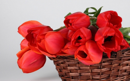 Red tulips - basket, tulips, red, flower, petals