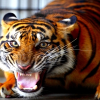 SNARLING SUMATRAN TIGER