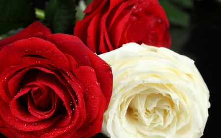 Roses - white, red, roses, petals, flowers