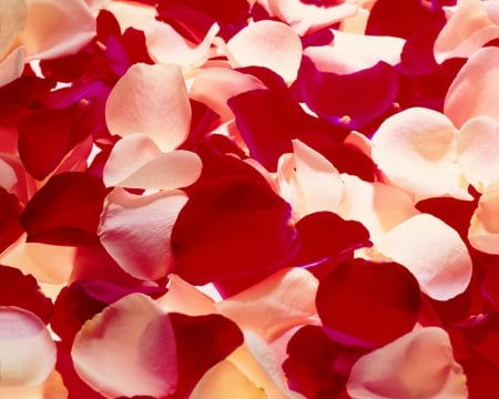 Beautiful petals - flowers, petals, bloom, soft