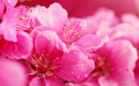 Gorgeous Pink FLowers! - nature, flowers, gorgeous, pink