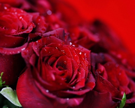 Beautiful red rose - rose, flower, petals, red