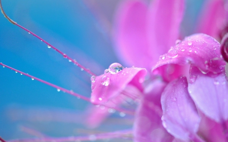 Pink flower - macro, pink, water drops, blue, dew, flower