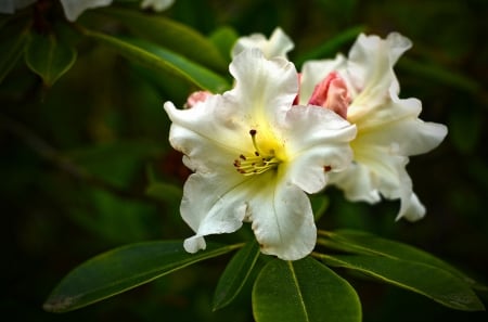 Flower - white, flower, yellow, green