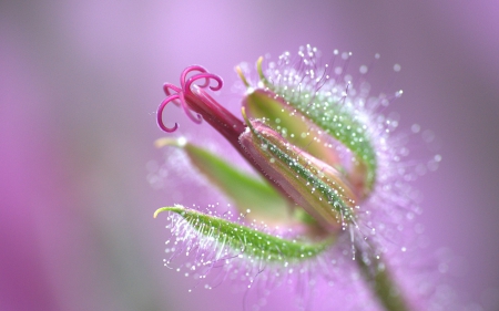 Macro - nature, macro, pink, water drops, green, dew, flower