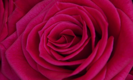 * Soft rose * - rose, flower, petal, magic