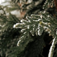 Fir tree branch